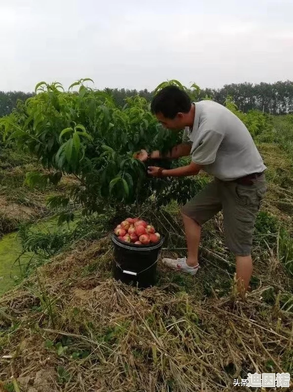 把坤放进女生的桃里的游戏：全新关卡上线，玩家们热议互动体验与趣味挑战！