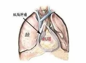 亲吻吃胸揉胸膜下刺激视频：最新研究揭示其对情感交流和生理反应的深远影响与应用潜力