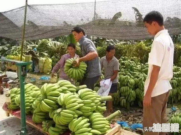 亚洲欧洲尹人香蕉综合网友认为这一标题引发了广泛讨论，涉及文化差异和社会现象，大家纷纷发表看法，表达各自的理解与感受