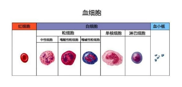 重生细胞拍脸血瓶全新获取攻略：解锁途径与最新技巧详解